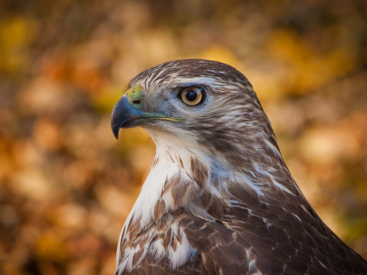 Hawk Profile for 1280 x 960 resolution