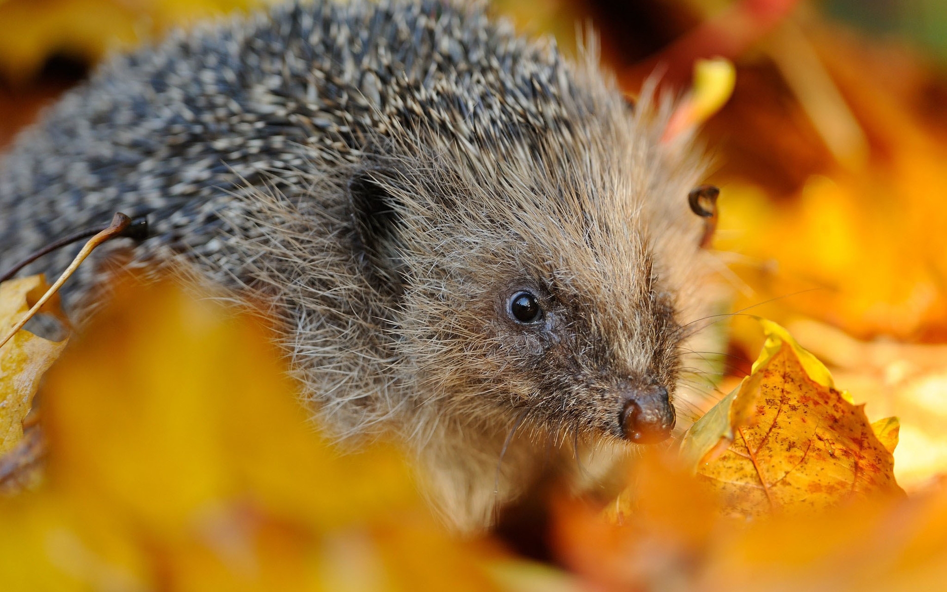 Hedgehog in Autumn Leaves for 1920 x 1200 widescreen resolution