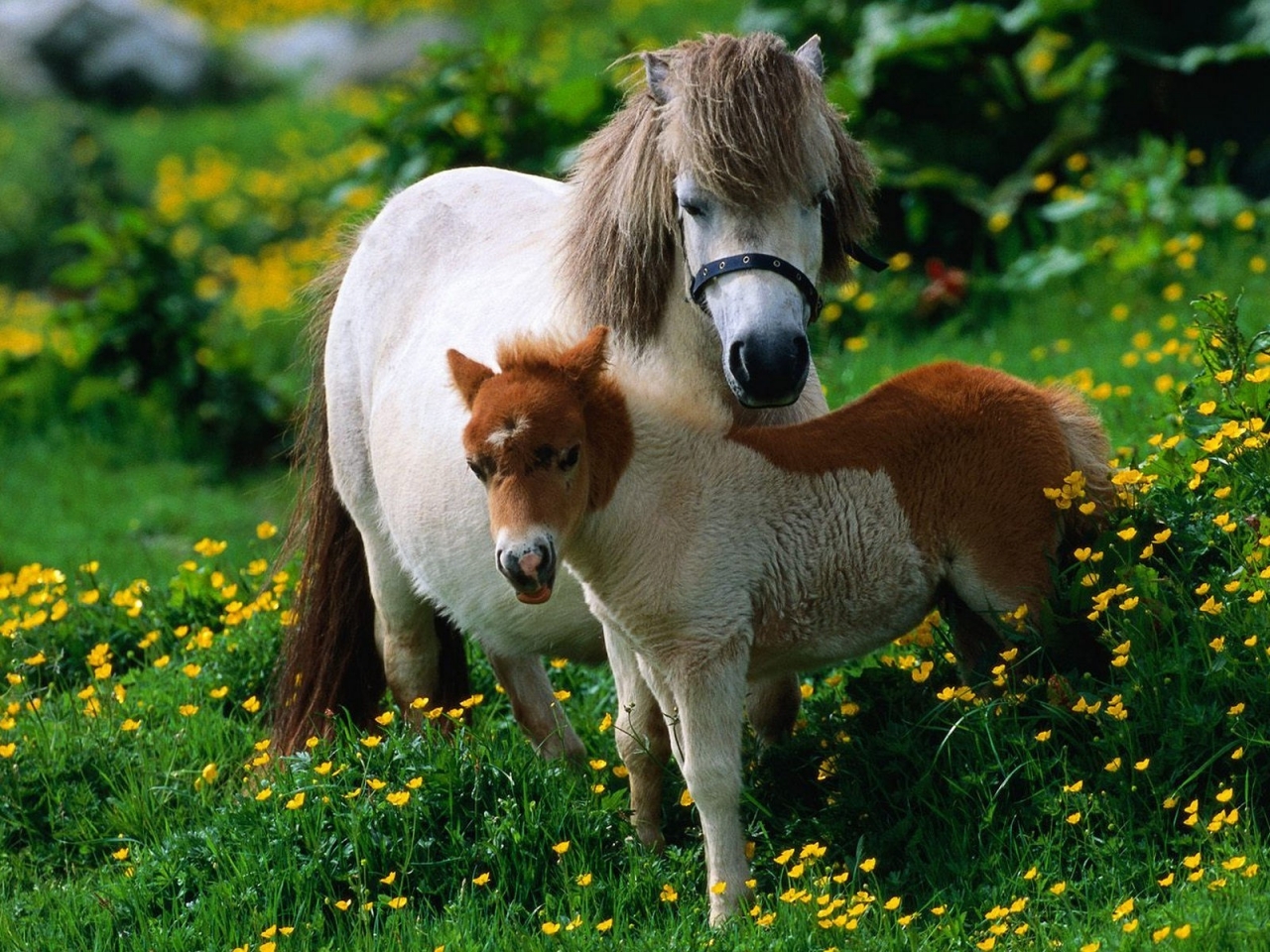 Horse Family for 1280 x 960 resolution