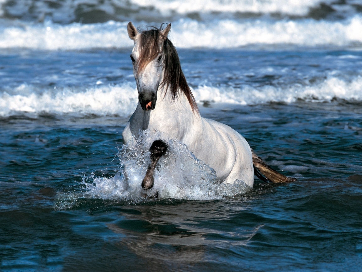 Horse Swimming for 1152 x 864 resolution