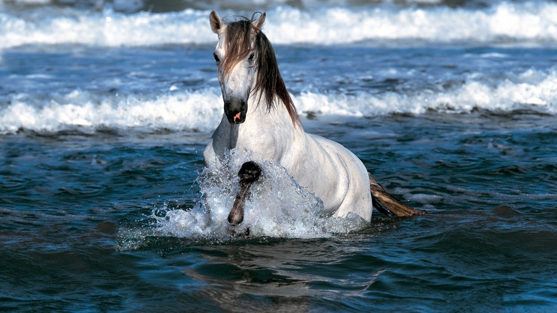 Horse Swimming for 1920 x 1080 HDTV 1080p resolution