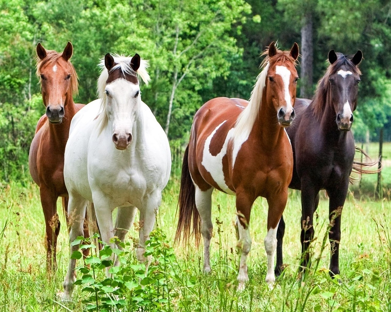 Horses for 1280 x 1024 resolution