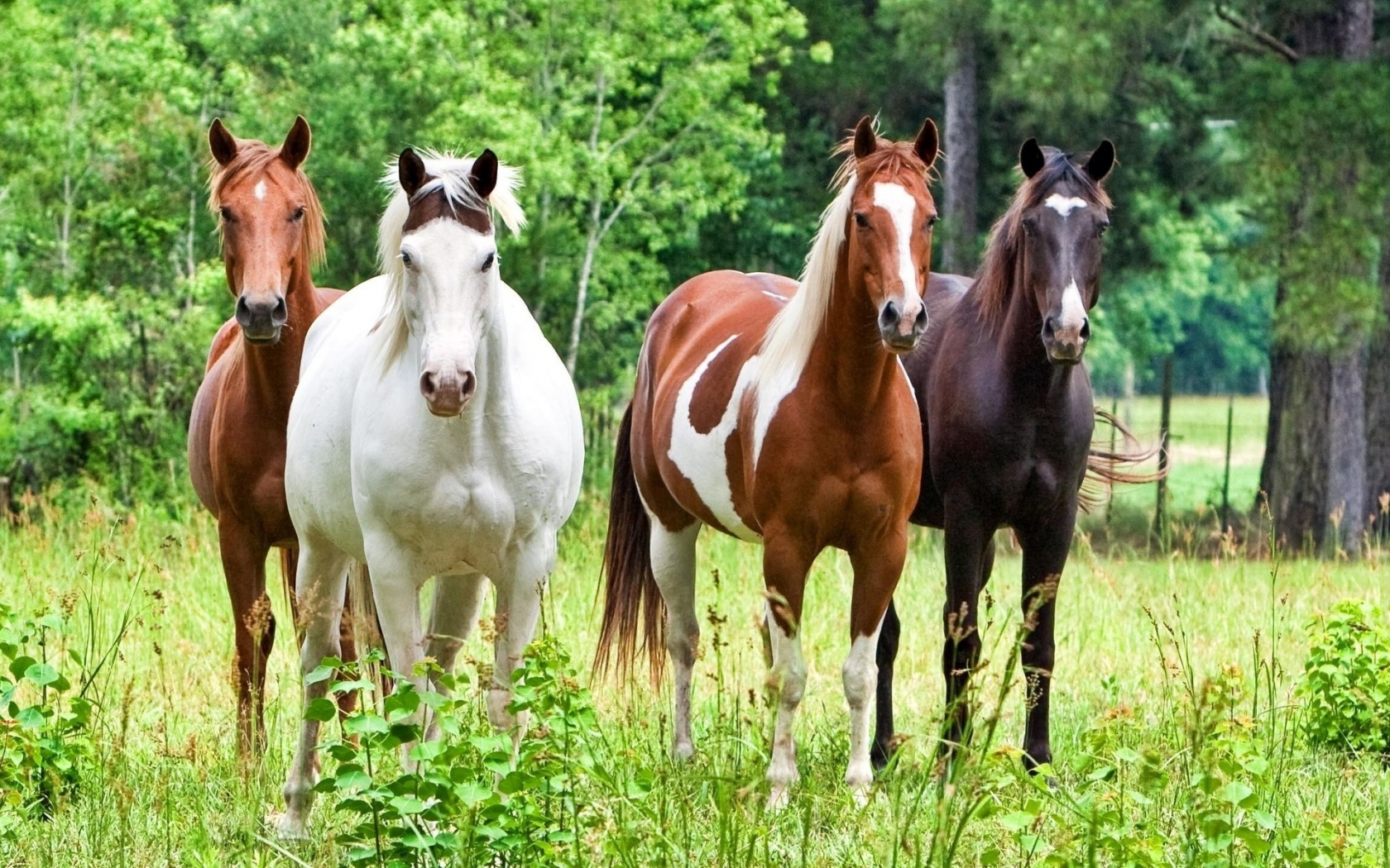 Horses for 1680 x 1050 widescreen resolution