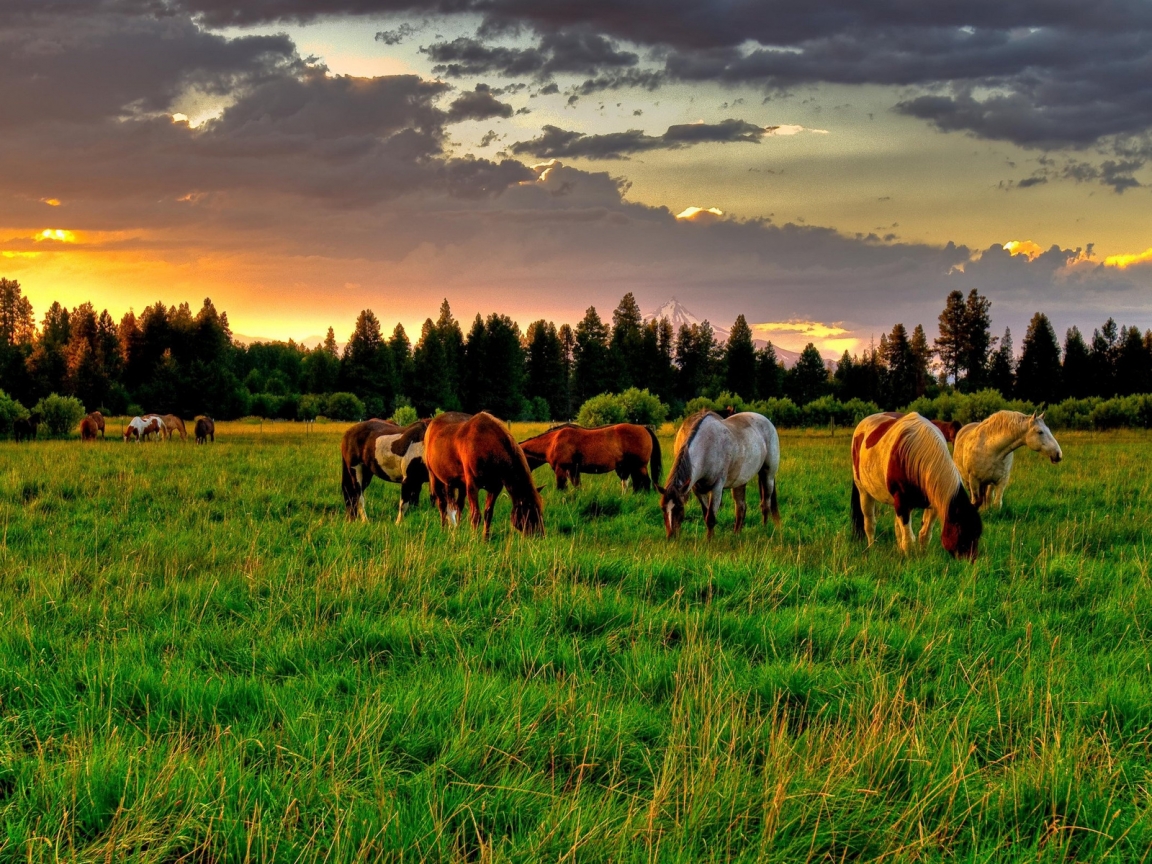 Horses Field for 1152 x 864 resolution