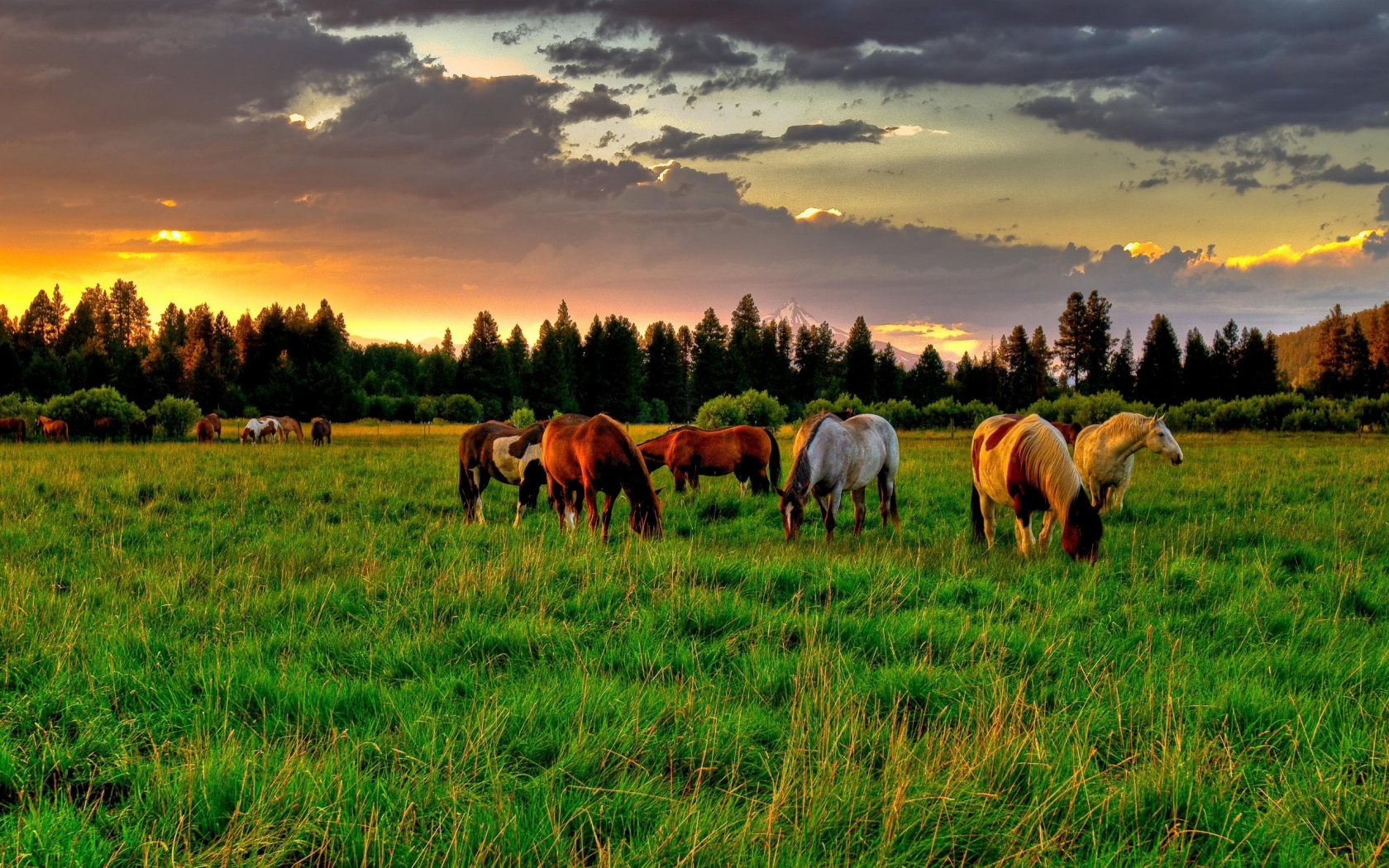 Horses Field for 1680 x 1050 widescreen resolution