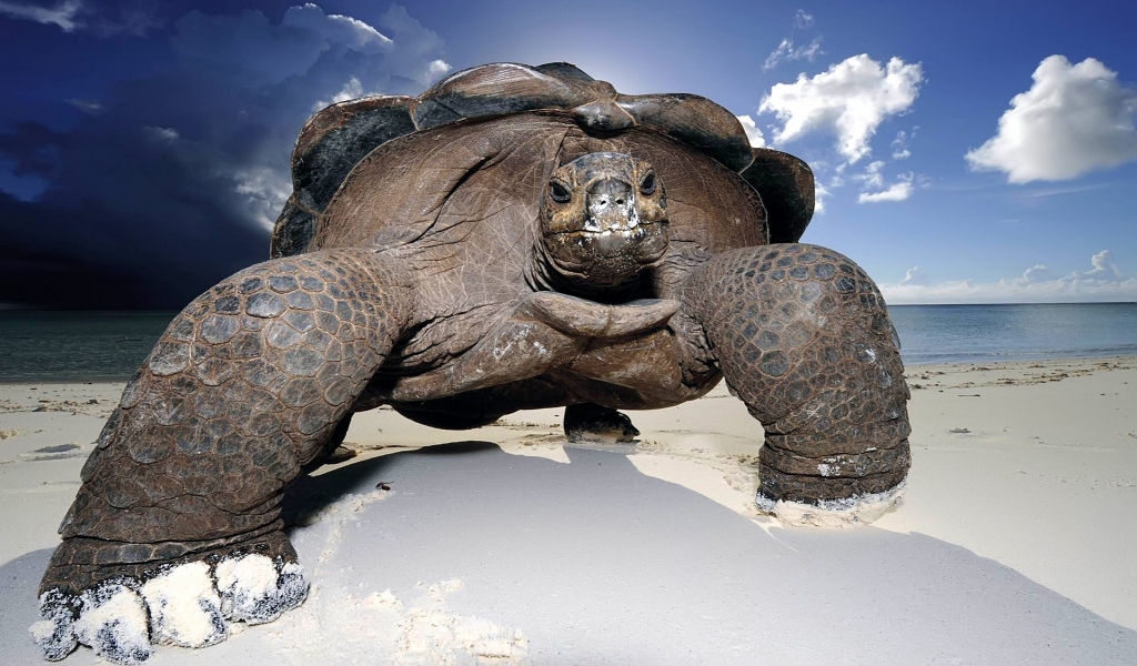 Huge Beach Turtle for 1024 x 600 widescreen resolution