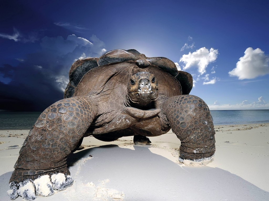 Huge Beach Turtle for 1024 x 768 resolution
