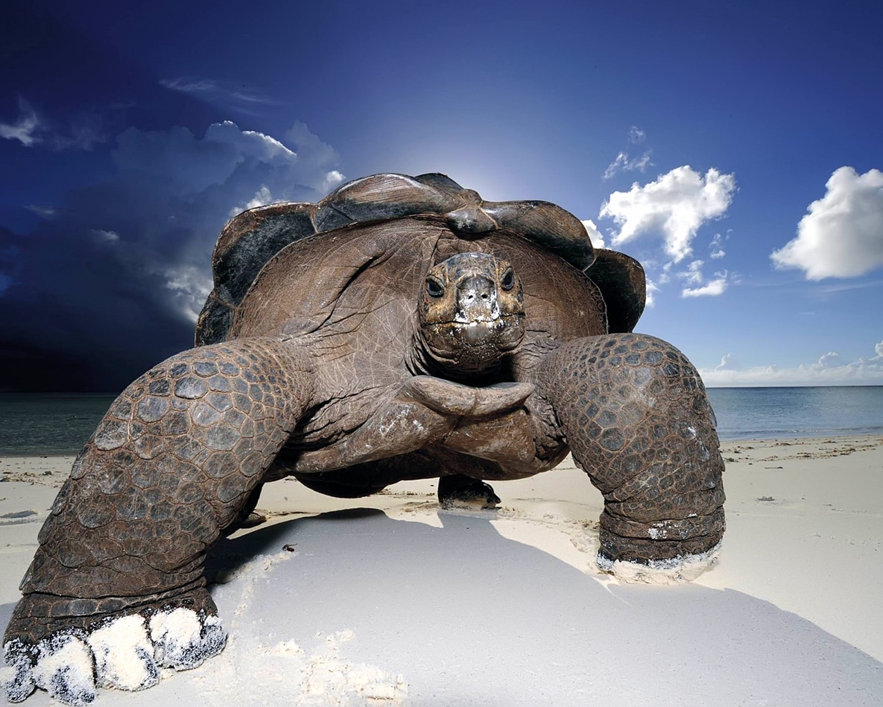 Huge Beach Turtle for 1280 x 1024 resolution