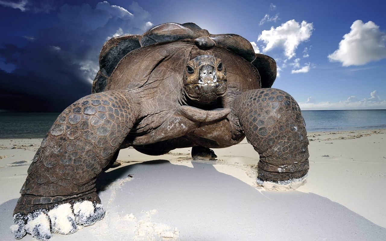 Huge Beach Turtle for 1280 x 800 widescreen resolution