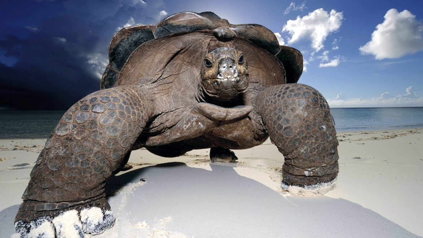 Huge Beach Turtle for 1366 x 768 HDTV resolution