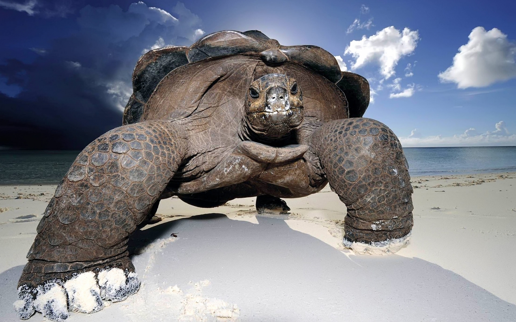 Huge Beach Turtle for 1680 x 1050 widescreen resolution