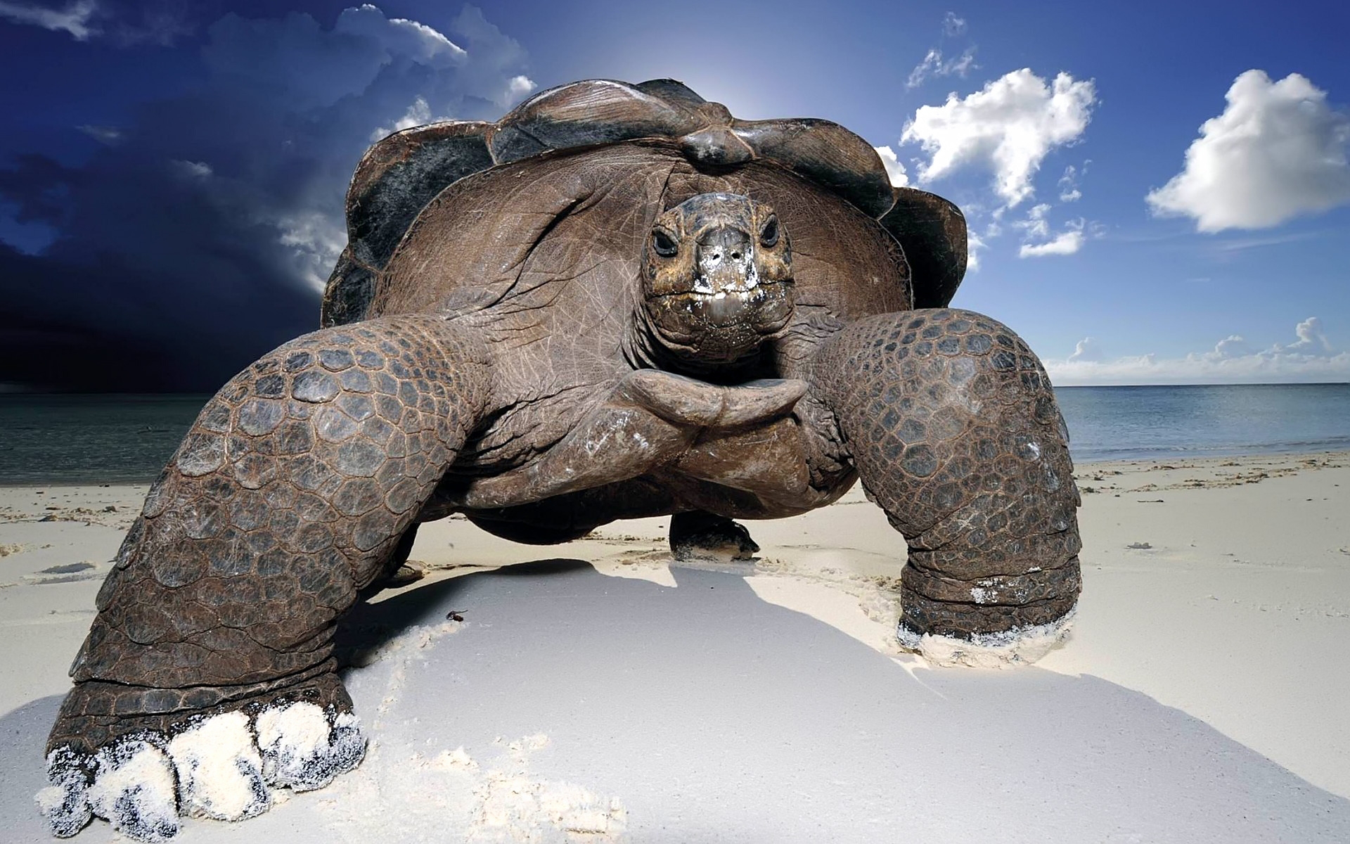 Huge Beach Turtle for 1920 x 1200 widescreen resolution