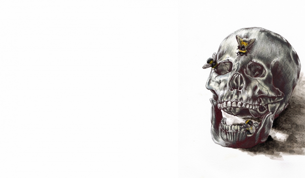 Human Skull Drawing for 1024 x 600 widescreen resolution