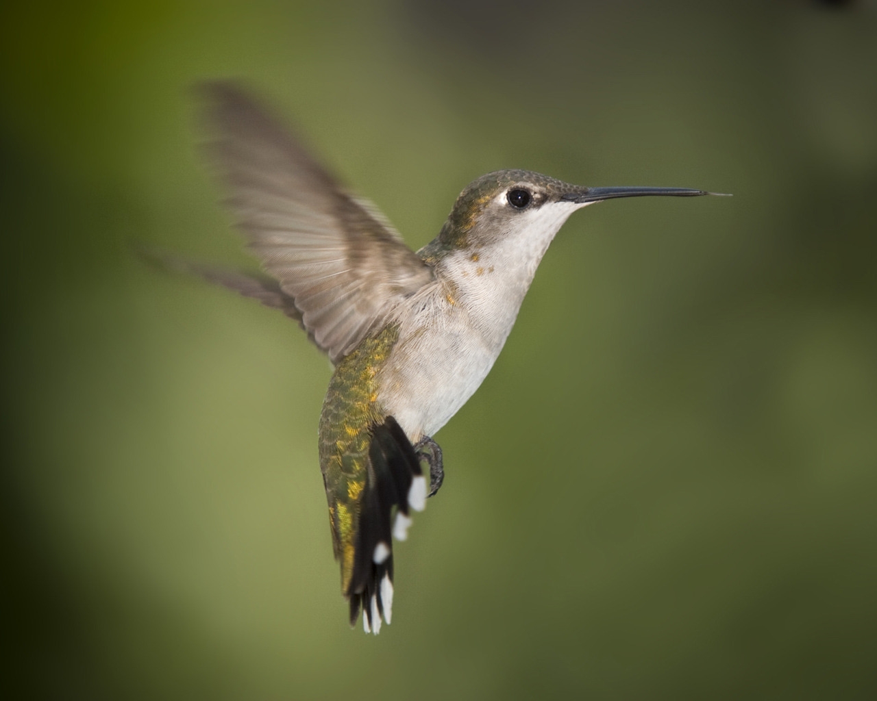 Hummingbird Texas for 1280 x 1024 resolution