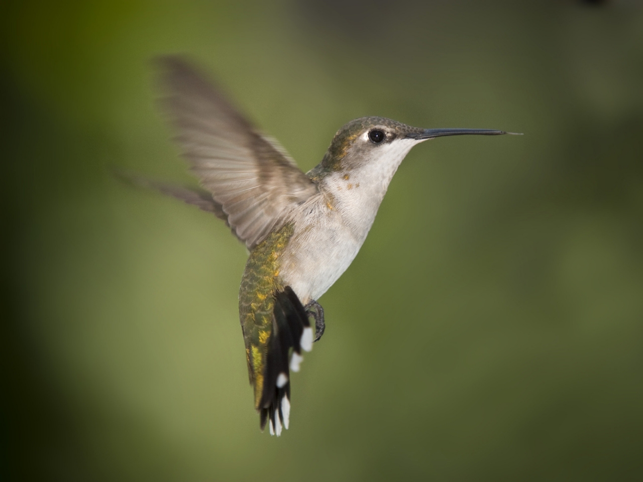 Hummingbird Texas for 1280 x 960 resolution