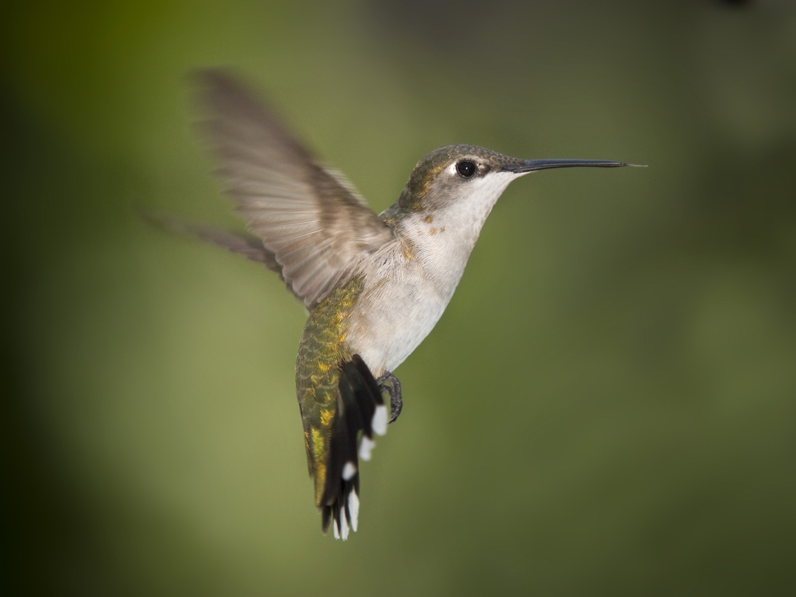 Hummingbird Texas for 1600 x 1200 resolution