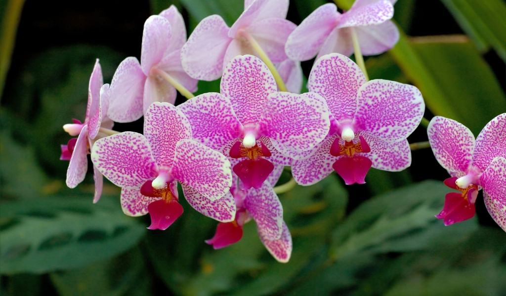 Incredible orchid branch for 1024 x 600 widescreen resolution