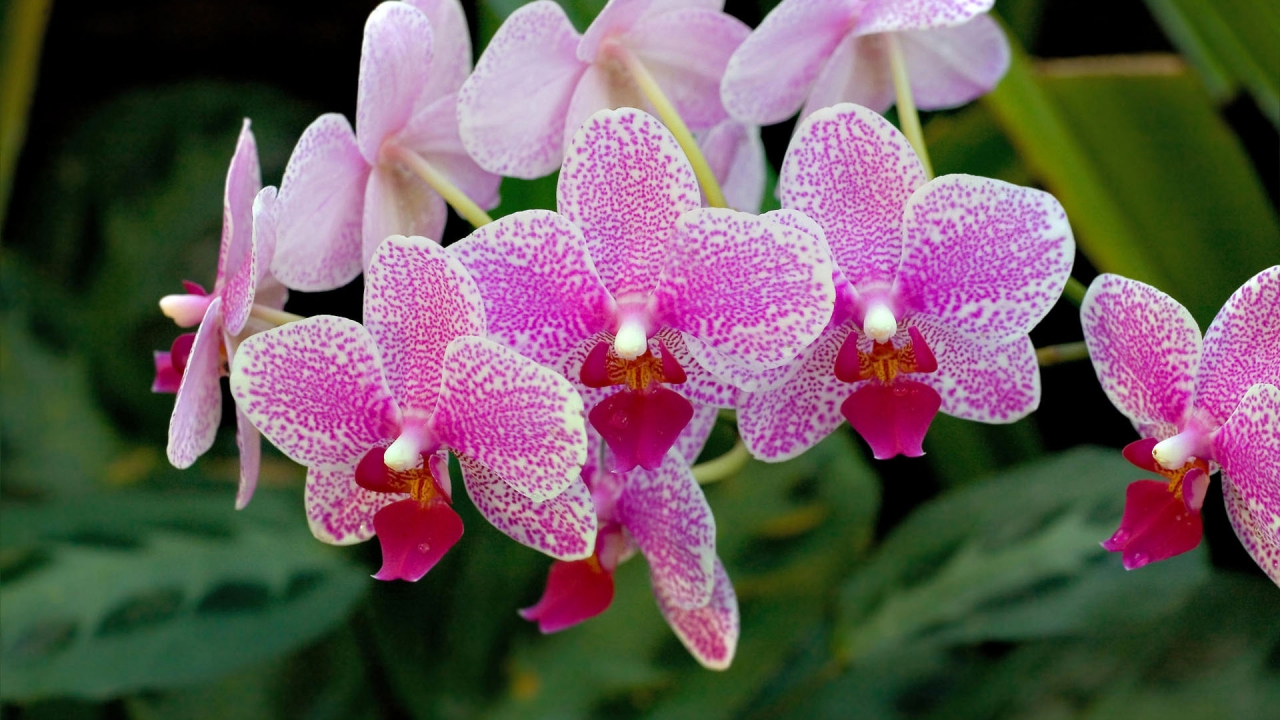 Incredible orchid branch for 1280 x 720 HDTV 720p resolution