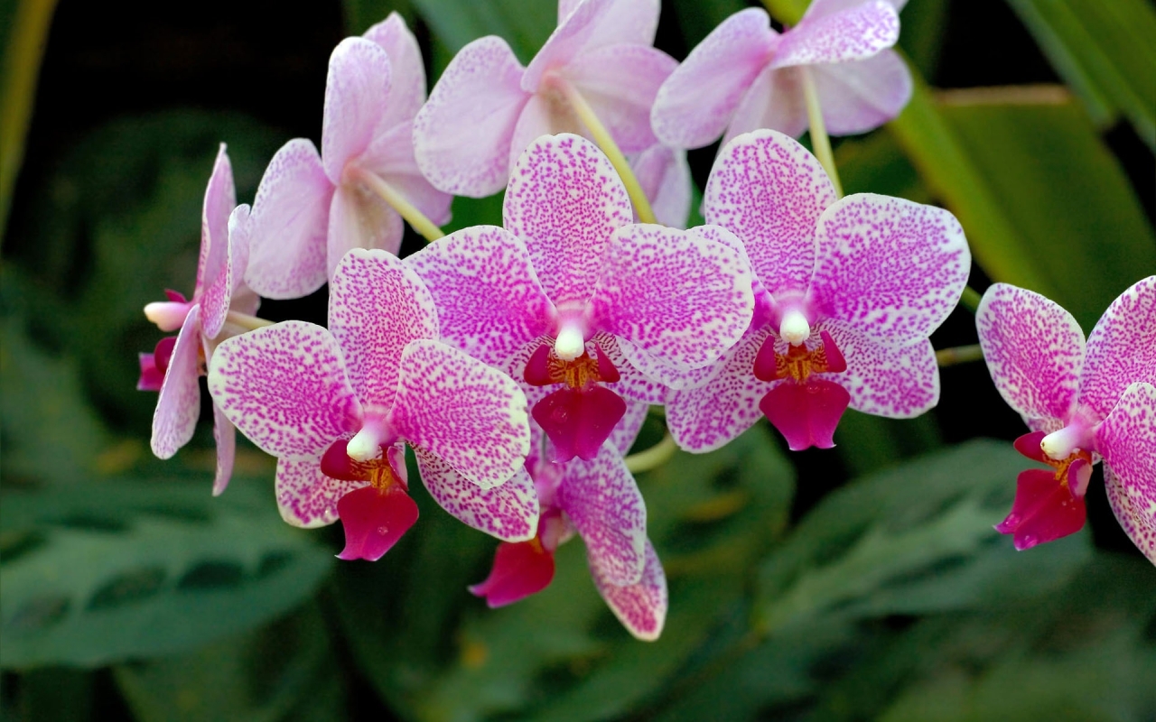 Incredible orchid branch for 1280 x 800 widescreen resolution