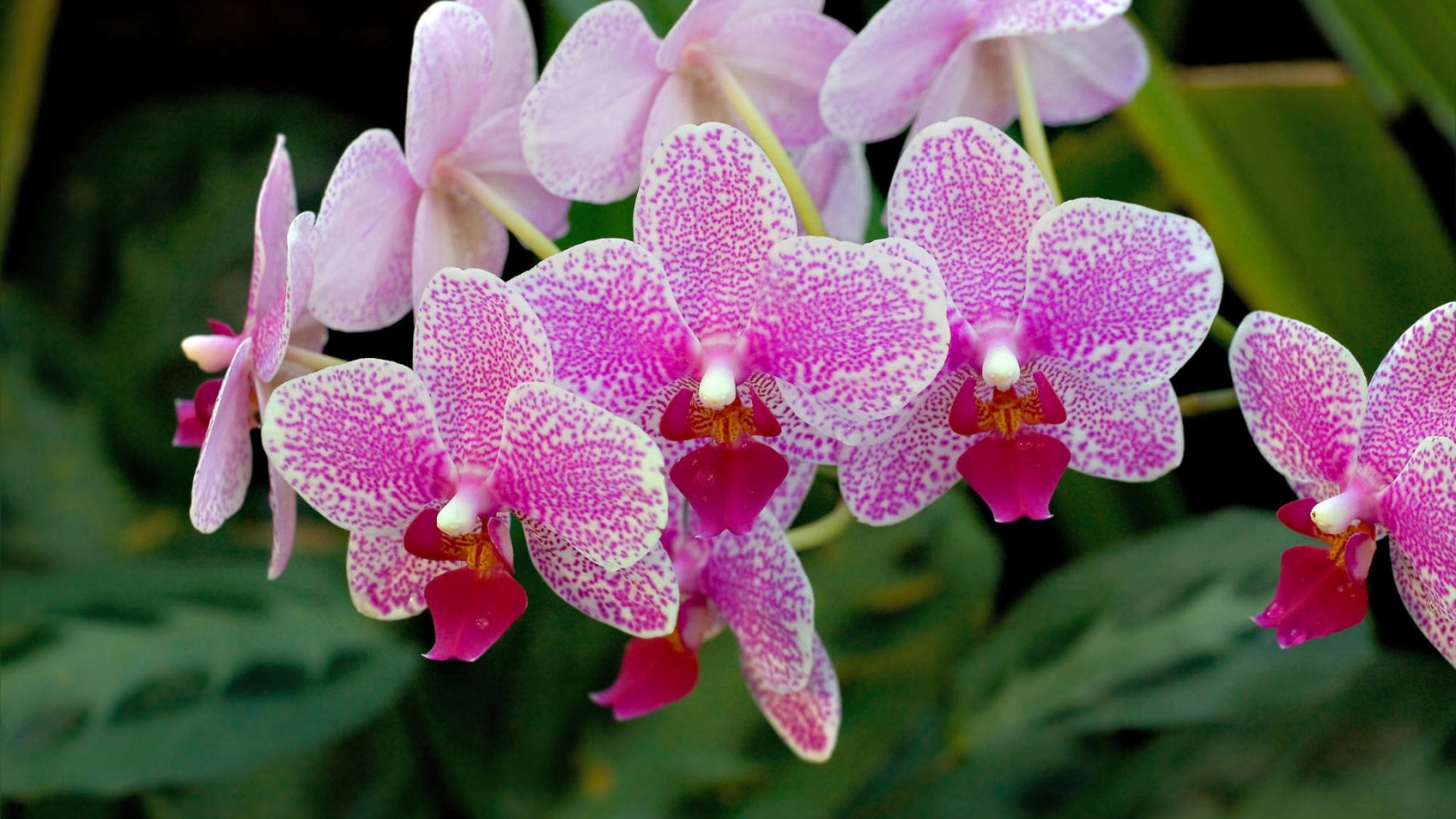 Incredible orchid branch for 1680 x 945 HDTV resolution