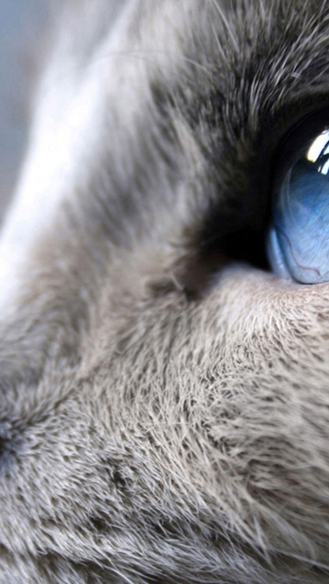 Incredible Siamese Cat Profile Look for 640 x 1136 iPhone 5 resolution