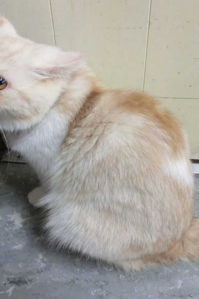 Innocent Munchkin Cat for 640 x 960 iPhone 4 resolution