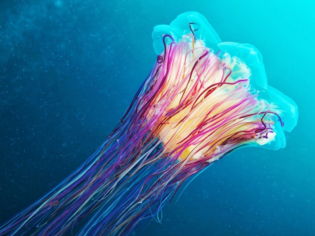 Jellyfish for 1024 x 768 resolution