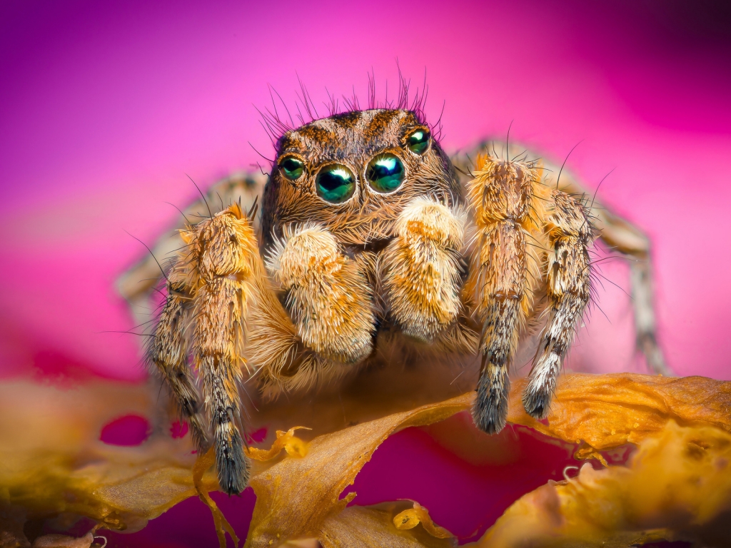 Jumping Spider for 1024 x 768 resolution