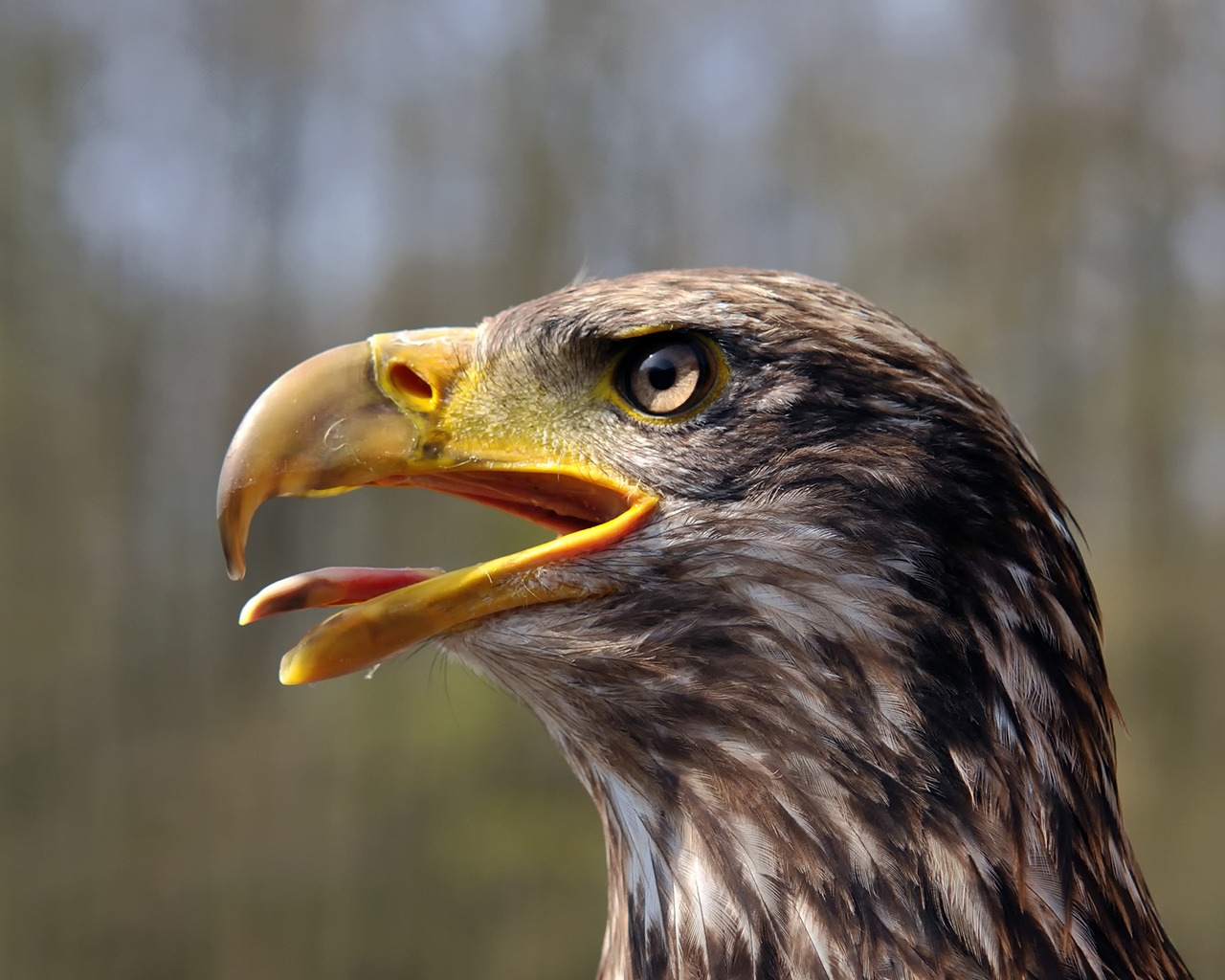 Juvenile Bald Eagle for 1280 x 1024 resolution