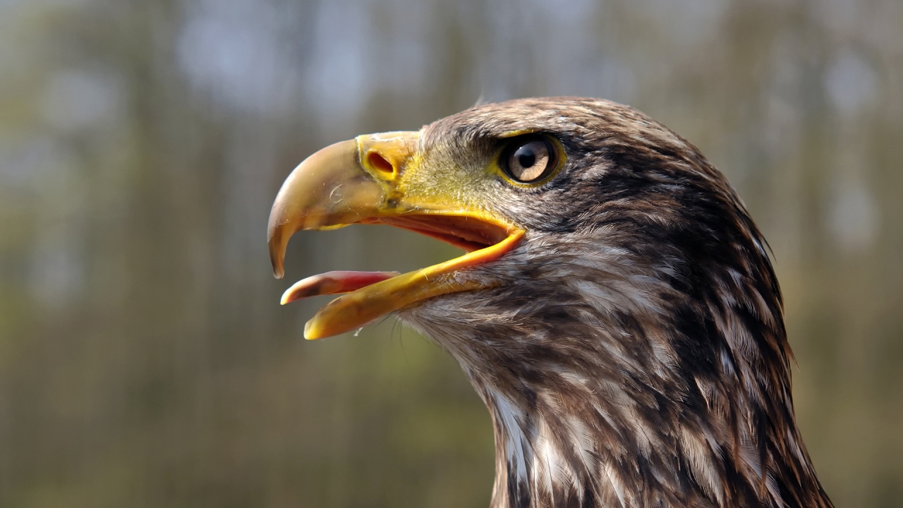 Juvenile Bald Eagle for 1280 x 720 HDTV 720p resolution