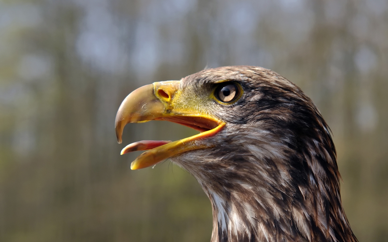 Juvenile Bald Eagle for 1280 x 800 widescreen resolution