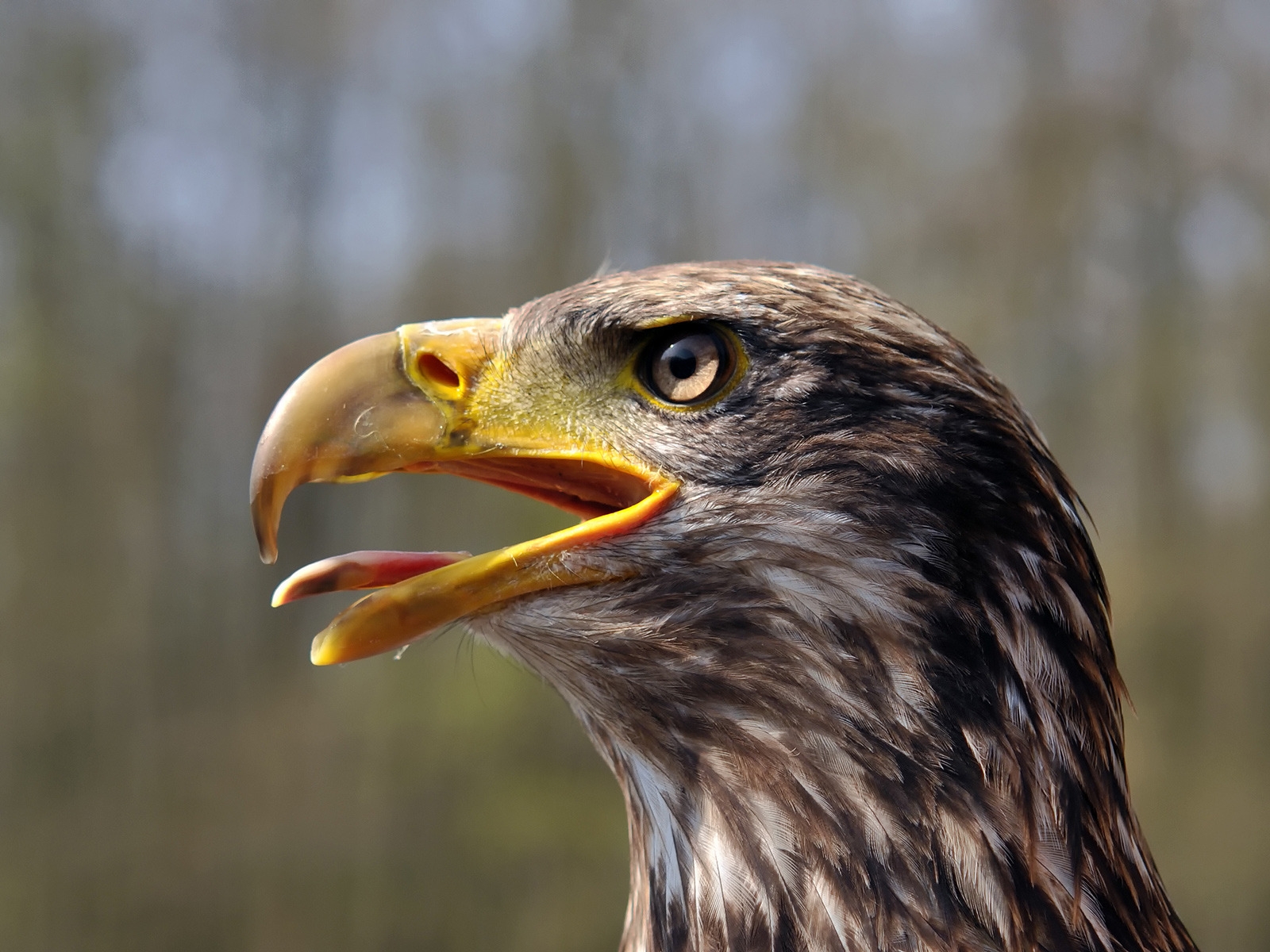 Juvenile Bald Eagle for 1600 x 1200 resolution