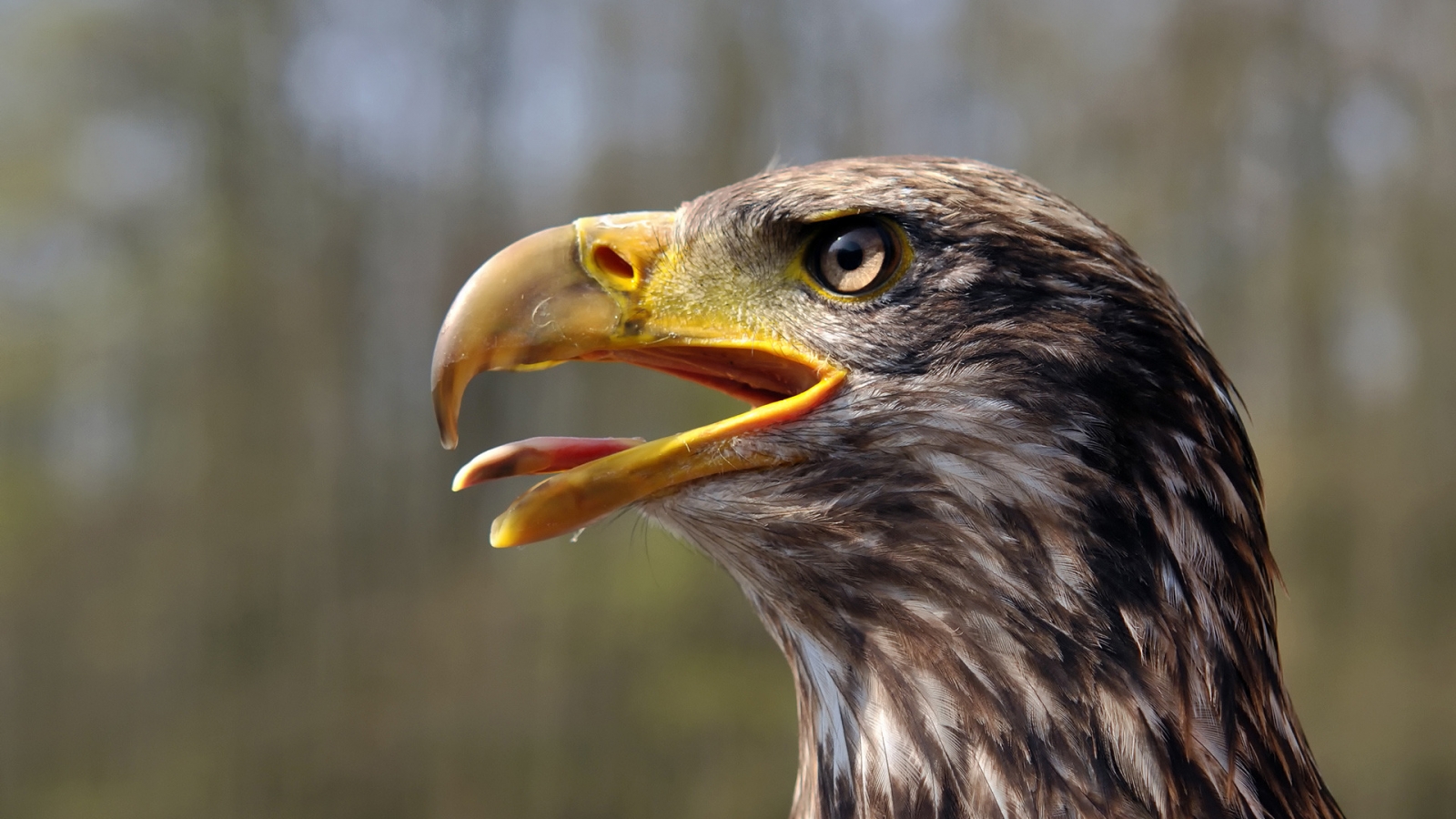 Juvenile Bald Eagle for 1600 x 900 HDTV resolution
