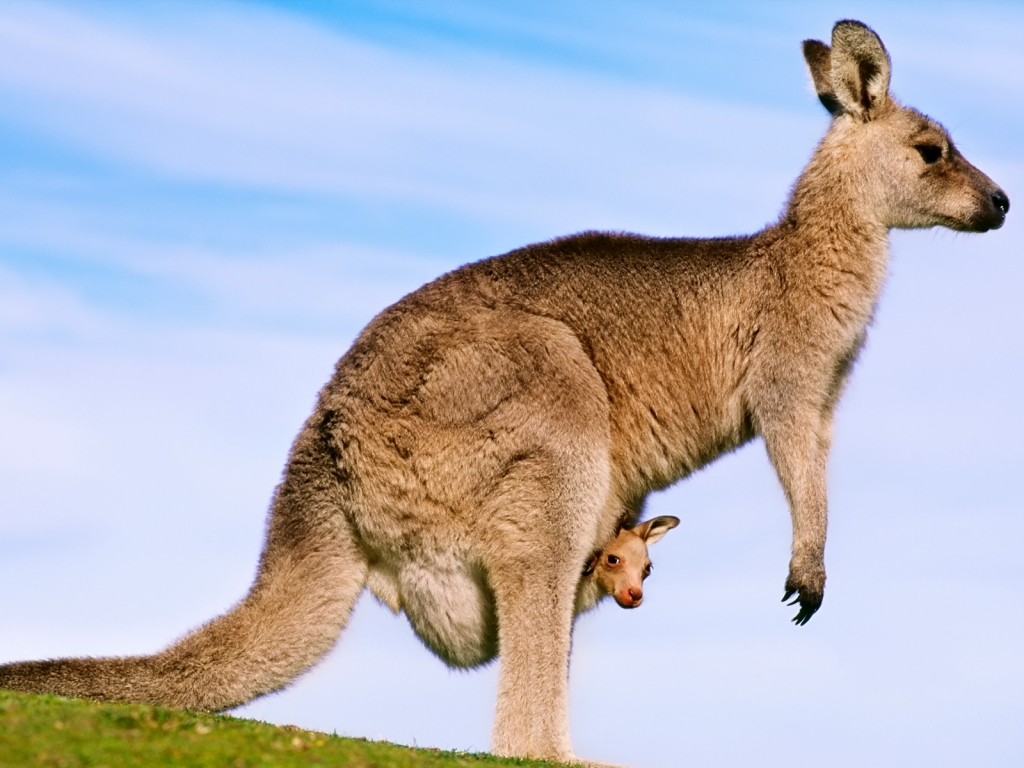 Kangaroo for 1024 x 768 resolution
