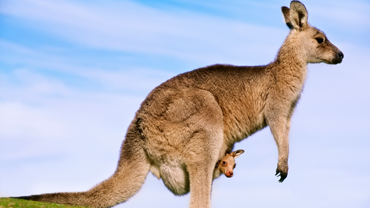 Kangaroo for 1280 x 720 HDTV 720p resolution