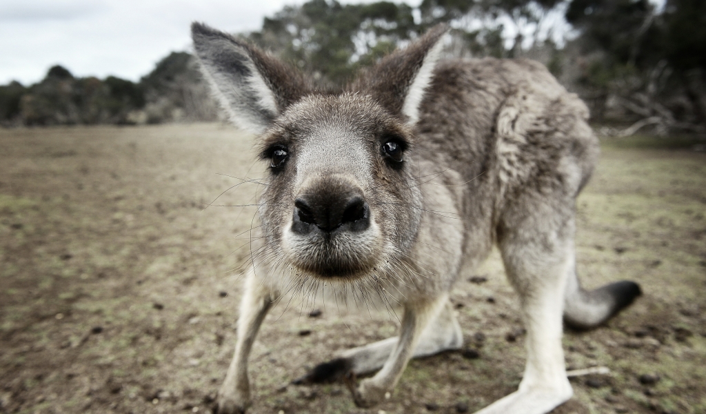 Kangaroo Close Up for 1024 x 600 widescreen resolution