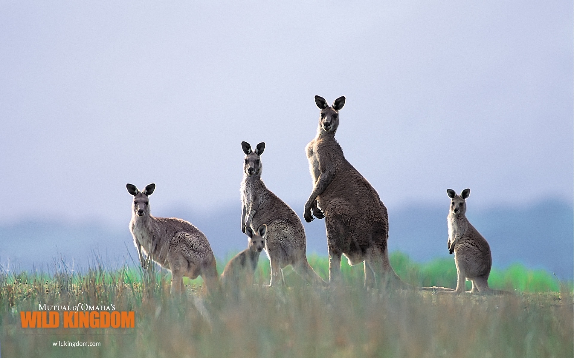 Kangaroos for 1920 x 1200 widescreen resolution