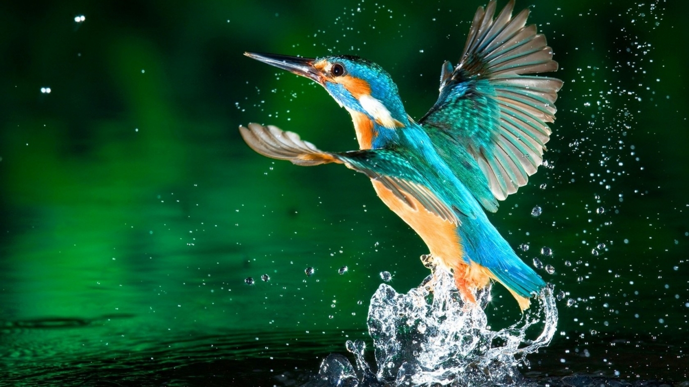 Kingfisher Bird for 1366 x 768 HDTV resolution