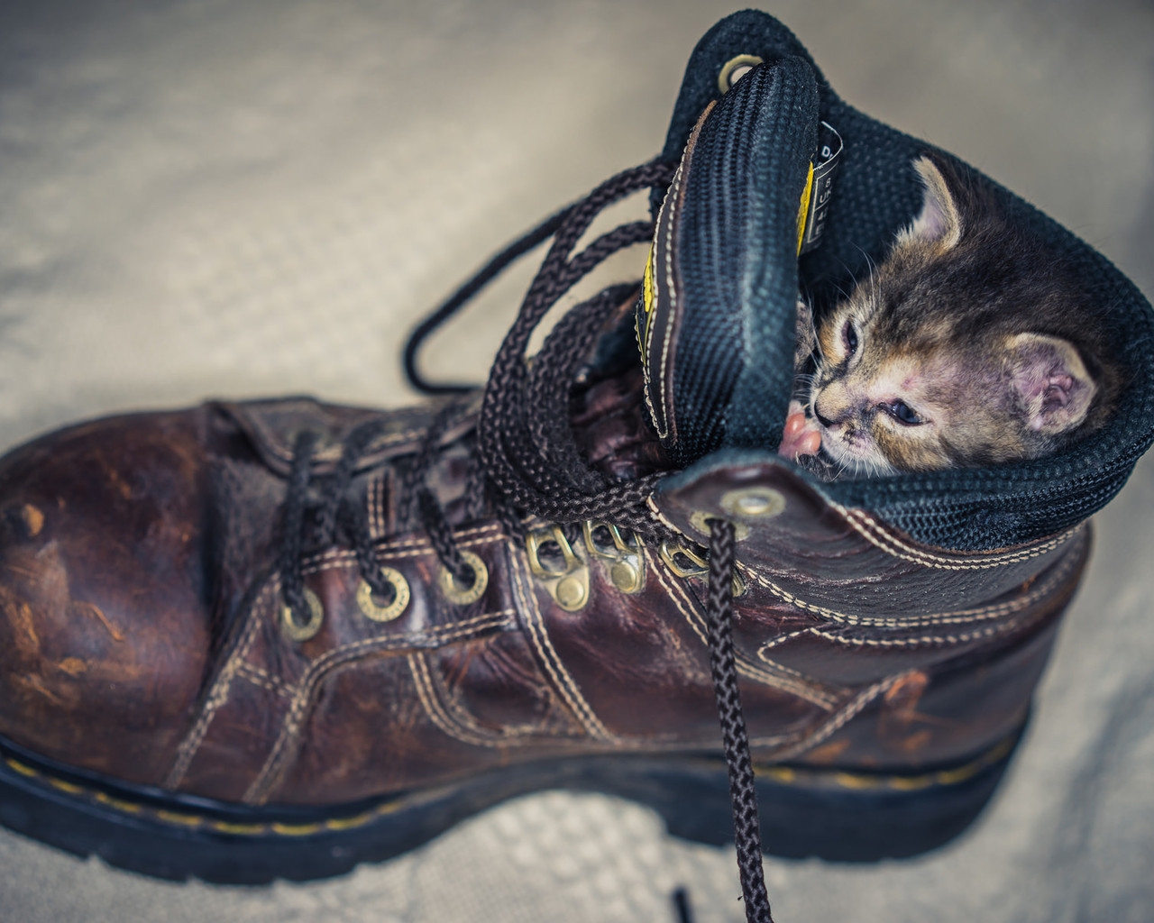 Kitten in Shoe for 1280 x 1024 resolution
