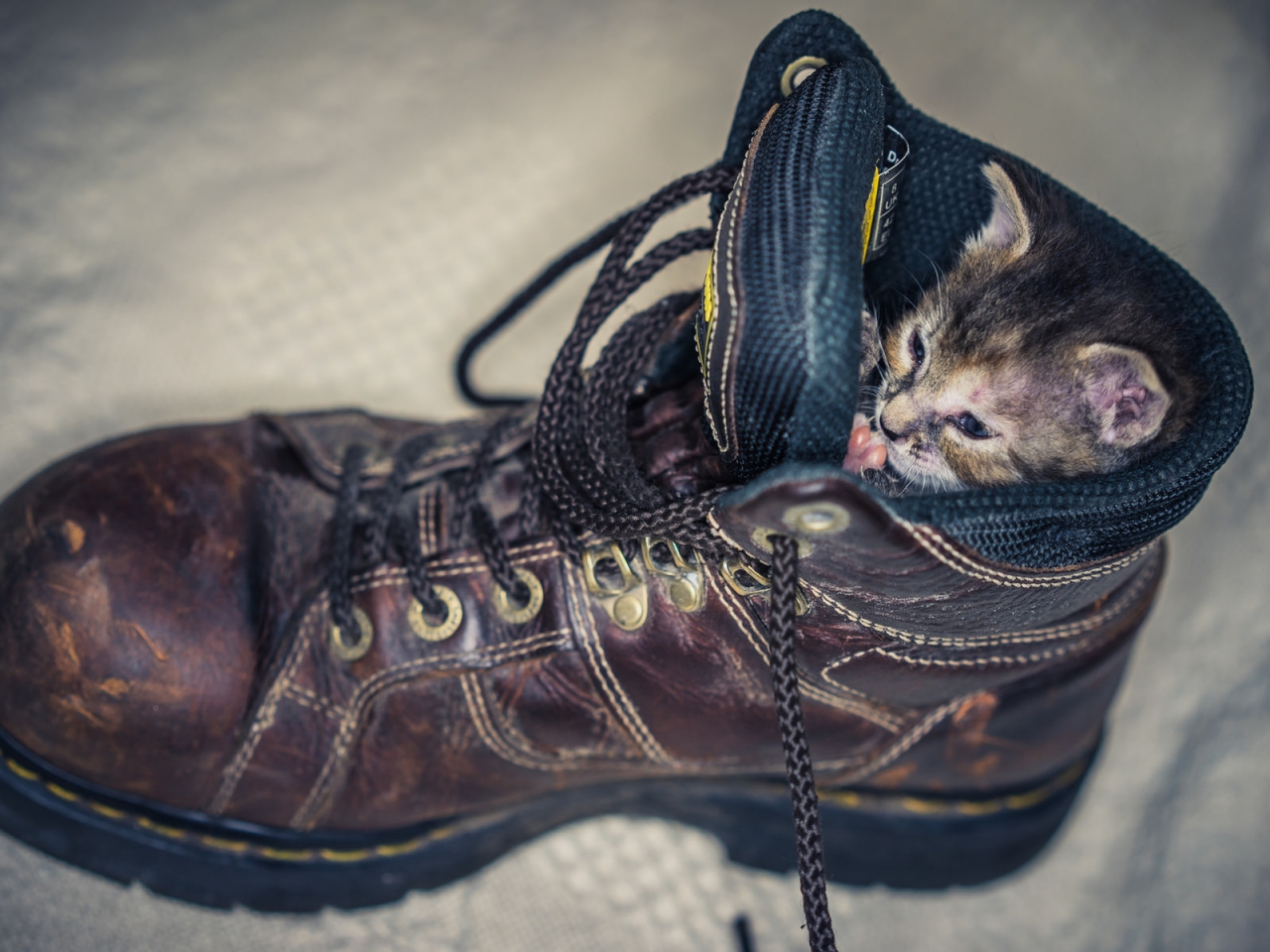 Kitten in Shoe for 1280 x 960 resolution