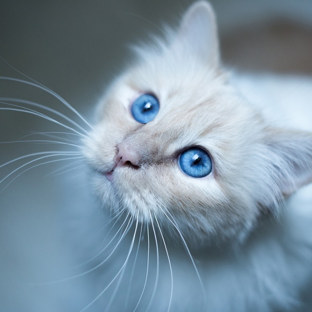 Kitty Blue Eyes for 1024 x 1024 iPad resolution