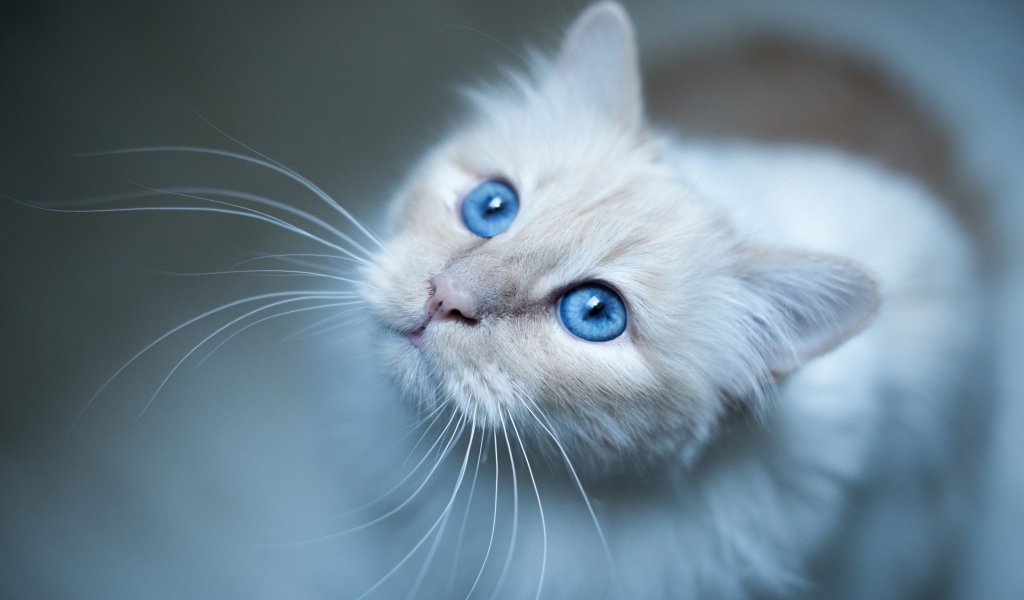 Kitty Blue Eyes for 1024 x 600 widescreen resolution