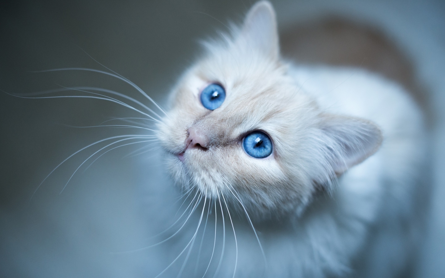 Kitty Blue Eyes for 1440 x 900 widescreen resolution