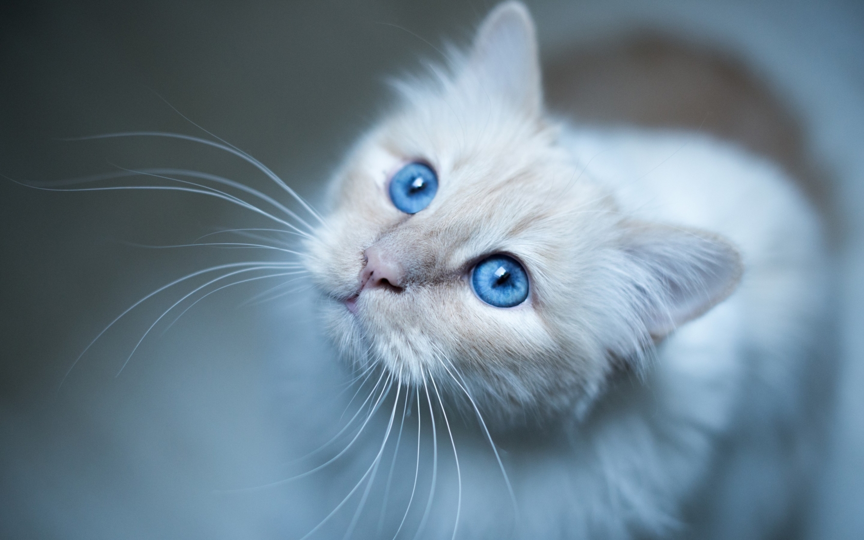 Kitty Blue Eyes for 1680 x 1050 widescreen resolution