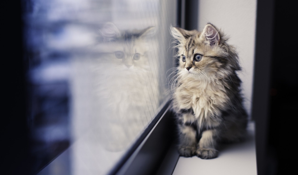 Kitty Looking thru Window for 1024 x 600 widescreen resolution