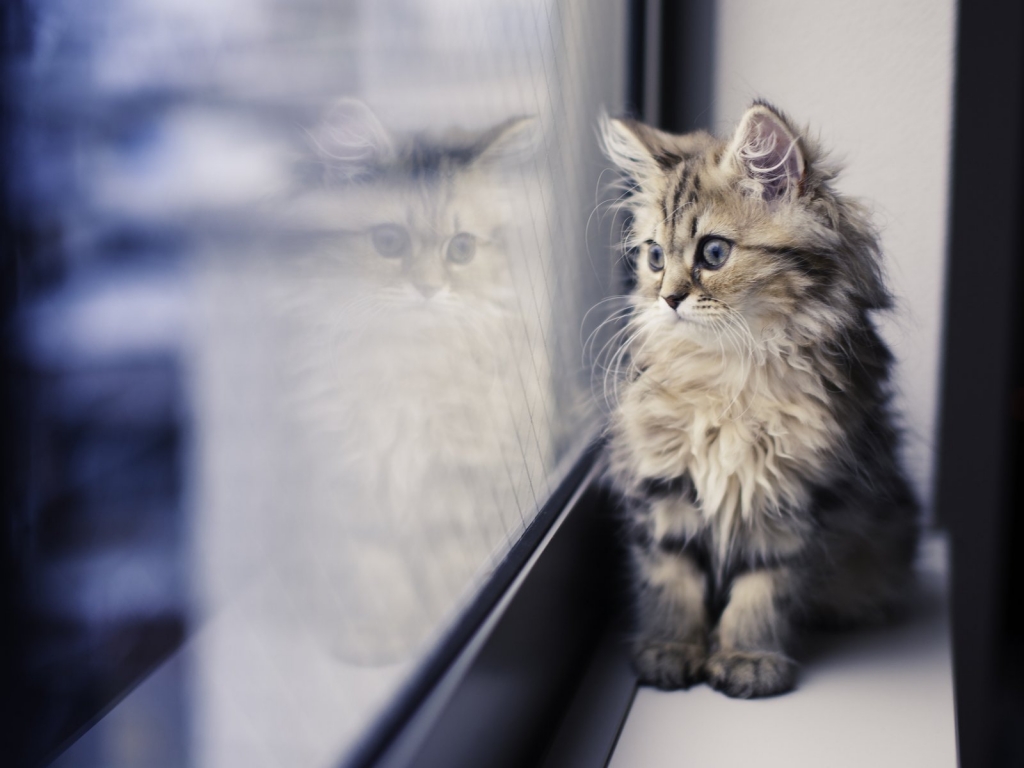 Kitty Looking thru Window for 1024 x 768 resolution