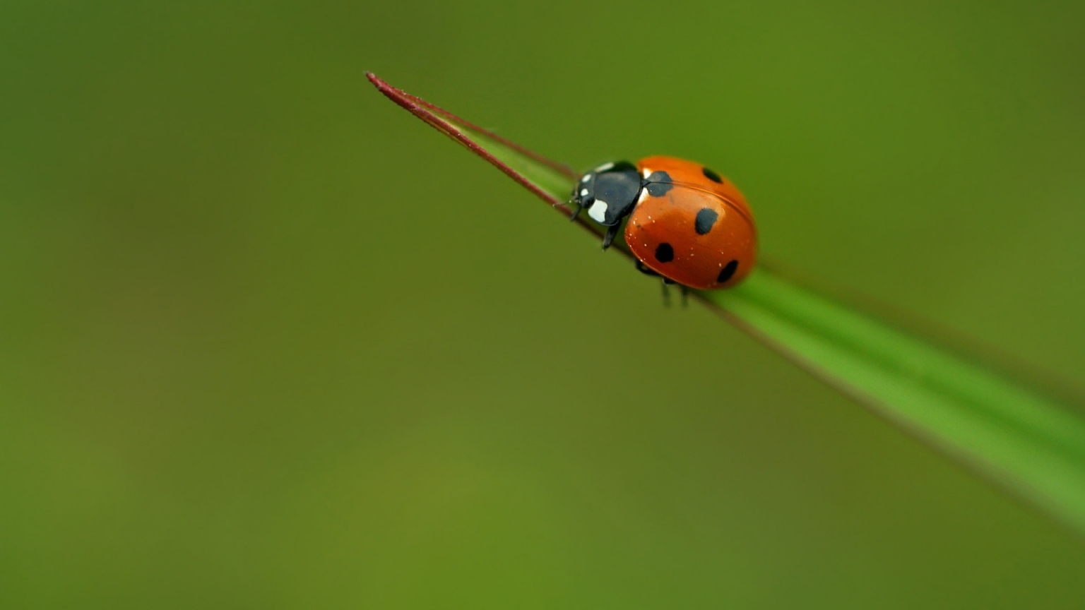 Lady bug for 1536 x 864 HDTV resolution