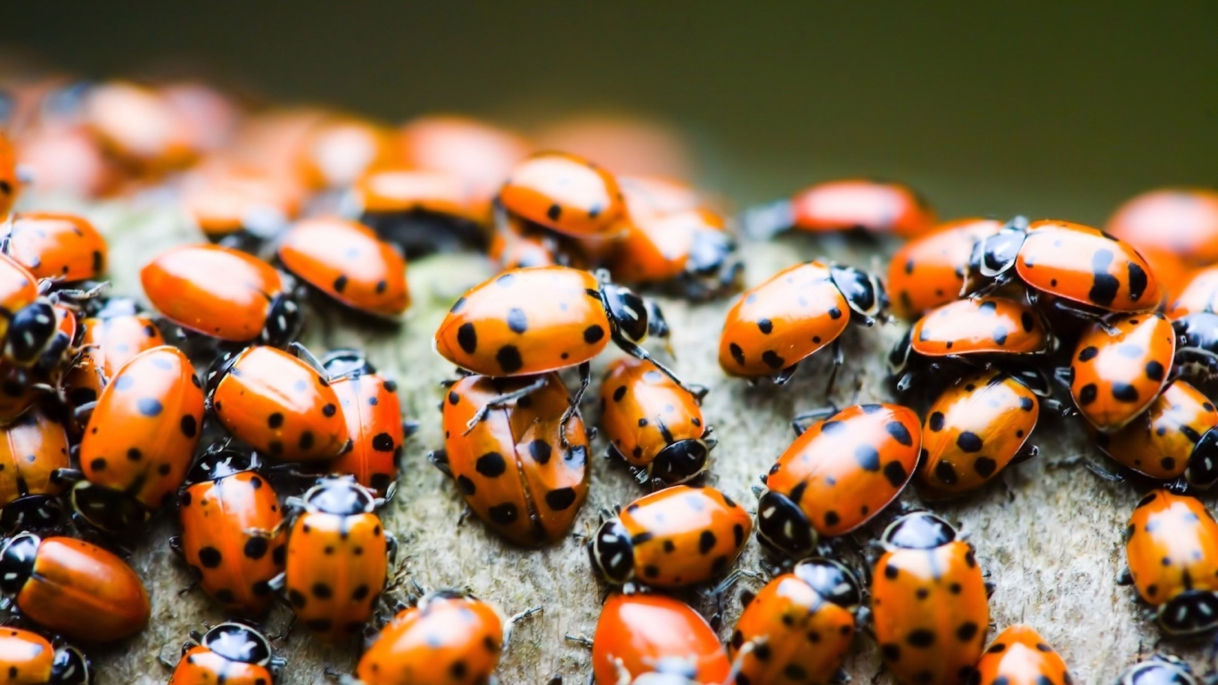 Lady bugs for 1366 x 768 HDTV resolution
