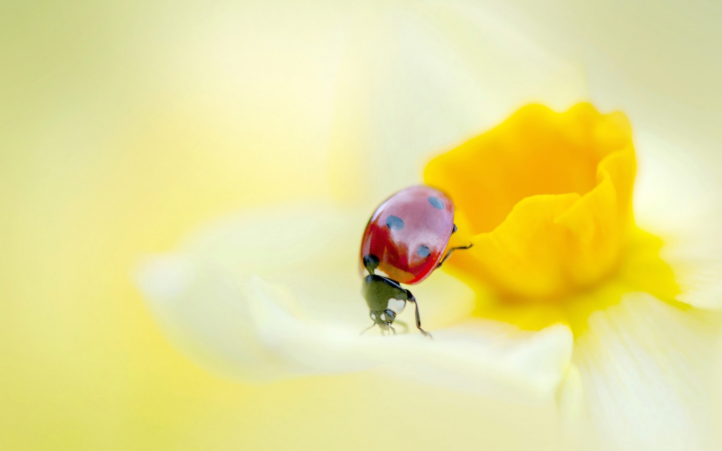 Ladybird on a Yellow Daffodil Flower  for 1440 x 900 widescreen resolution
