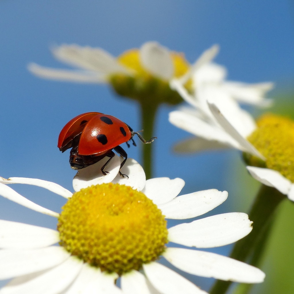 Ladybug on a Chamomile Flower for 1024 x 1024 iPad resolution